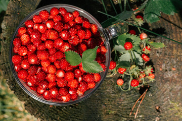 Fresh ripe juicy peeled small wild strawberries with green leaves in big transparent glass round mug and little strawberry bush on old mouldy wooden stump. Healthy food. Flat lay. Top view