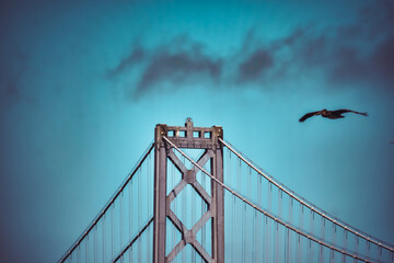 Sea birds are flying on the San Francisco Bay.