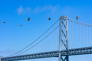 Sea birds are flying on the San Francisco Bay.