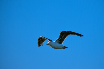 Sea birds are flying on the San Francisco Bay.
