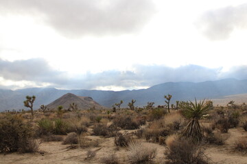 Cactus in desert landscape