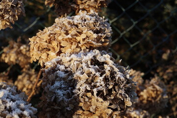 closeup on the tree