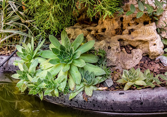 Succulents in greenhouse over water