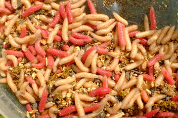 Red and white maggots and worms for fishing, close-up.