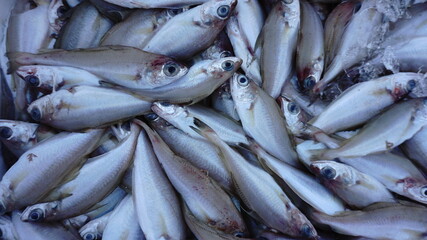 fish stall at the market