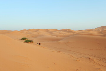 Fototapeta na wymiar Yellow, golden and arid desert view. Camel in hot Sahara.