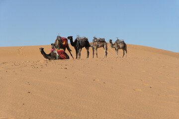 Five camels resting in the dry and hot Sahara desert prepared to somebody to ride them.