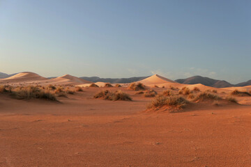 Fototapeta na wymiar Sahara desert's dunes at sundown, Great feeling of freedom and relax. Amazing view.