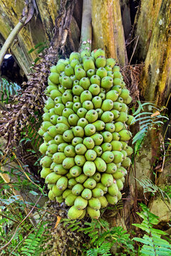 Palm tree fruits (Attalea phalerata)