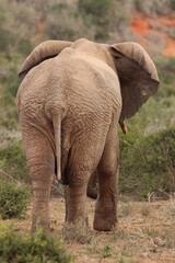 African Elephants in Addo Elephant National Park, South Africa
