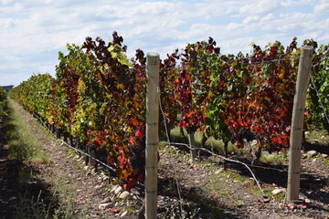vineyard in region country