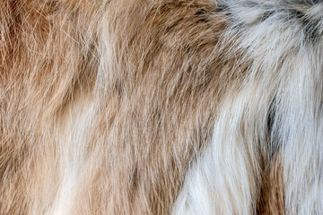 Naklejka premium brown and white fur background close-up beautiful abstract fur texture