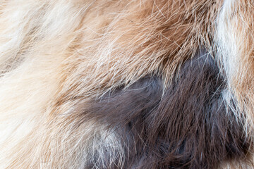 brown blended fur background close-up beautiful abstract fur texture