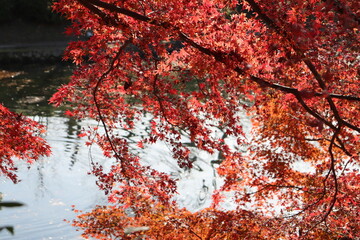 red leaves on autumn