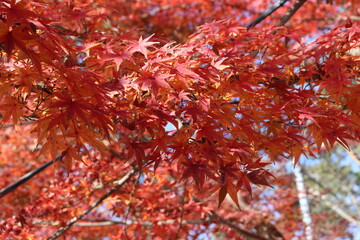 red leaves on autumn