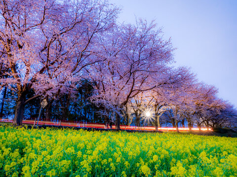 菜の花と桜