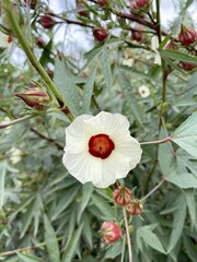 Rosella flower in nature garden