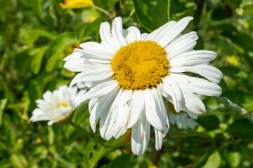 Obraz premium Large camomile flower on green meadow in summer. Chamomile with white petals in grass for poster, calendar, post, screensaver, wallpaper, postcard, card, banner, cover, website