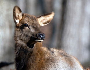 Fototapeta premium Close up of a baby elk.