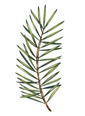 Watercolor conifer green leaf. Hand drown Christmas greenery on white background. Plants illustration. For New year cards, template, greeting cards, graphic, poster,stickers.