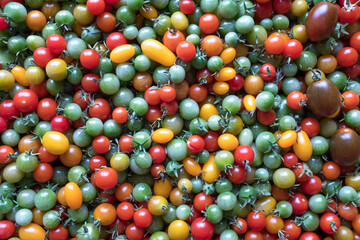 Fototapeta na wymiar Background of red yellow green tomatoes. Beautiful color mixture in a tomato's crate closeup. 1,000 fresh tomatoes for publication, poster, screensaver, wallpaper, postcard, banner, cover, post