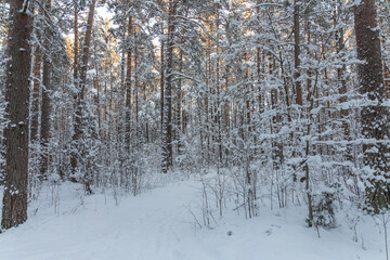Winter forest calendar landscape with snowy pine tree forest and shrubs