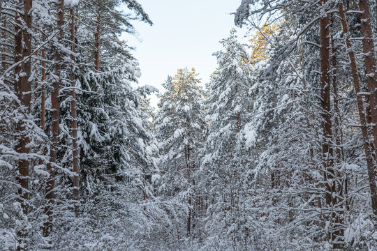 Winter forest calendar landscape with snowy pine tree forest and shrubs