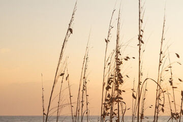  Sea oats on the beach at sunset