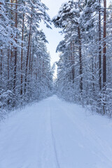 Beautiful winter calendar landscape with a lot of snow on forest road