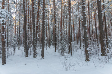 Winter forest calendar landscape with snowy pine tree forest and shrubs