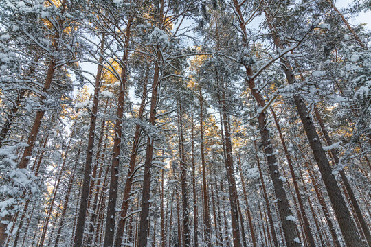 Winter forest calendar landscape with snowy pine tree forest and shrubs