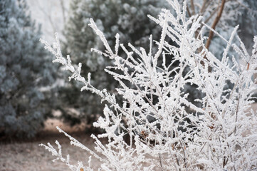 The rime falls on the wild plants in winter