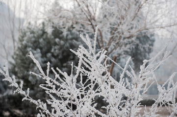 The rime falls on the wild plants in winter