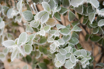 The rime falls on the wild plants in winter