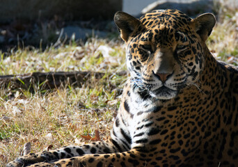 A jaguar lays on the grass. 