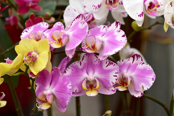 Flowers Blooming in Greenhouses in Winter