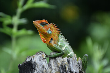 lizard on a tree , Common Green garden lizard , calotes calotes