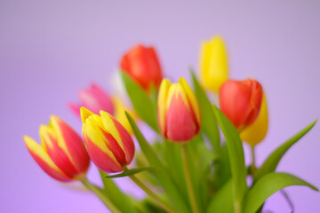 Tulips flowers. Multicolored tulips bouquet on a bright purple background. Spring tulips flowers bouquet.Floral delicate background