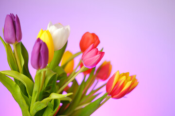 Tulips flowers. Multicolored tulips bouquet on a bright purple background. Spring flowers bouquet.Floral delicate background