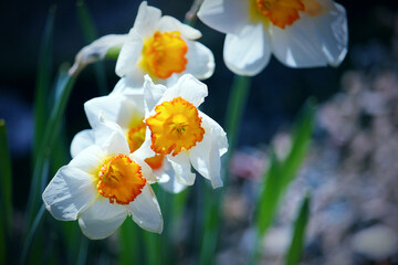 Daffodils growing in a garden