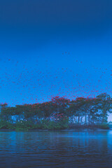 Thousands of red guará birds flying on the top of big tree in Delta do Parnaíba, northeast of...