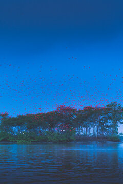 Thousands of red guar&aacute; birds flying on the top of big tree in Delta do Parna&iacute;ba, northeast of Brazil