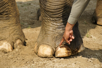 Closeup of feet and toenails of Asian elephant