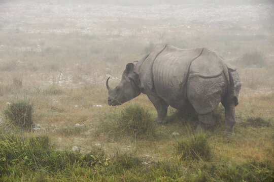Asian one-horned rhinoceros (female adult) on foggy morning in Chitwan National Park, Nepal