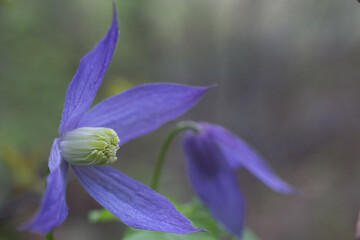 Wild Clematis