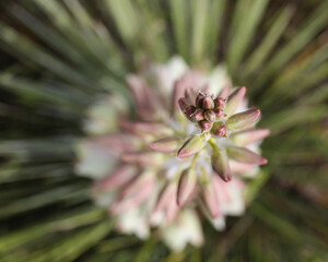 Yucca from above