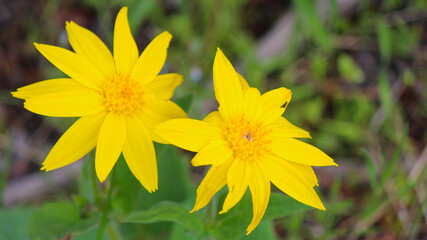 Arnica blooms