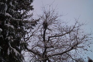 Tree branches covered by snow 