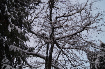 Tree branches covered by snow 