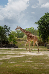 giraffe in the savannah, a Nothern Giraffe running in captivity on a beautiful sunny day-full body Giraffa camelopardalis
